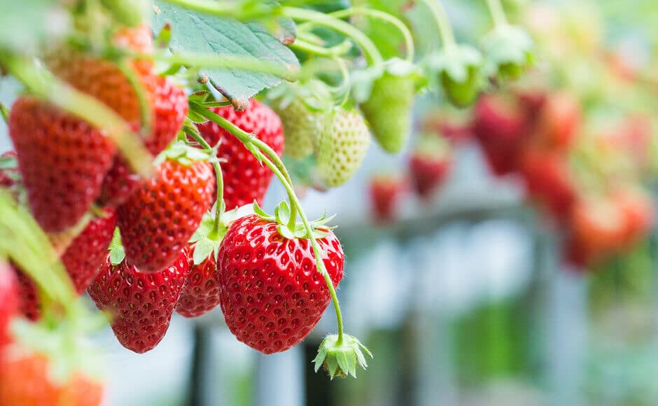 How To Easily Grow Hydroponic Strawberries Indoors In A Tower Garden - Two Peas In A Condo