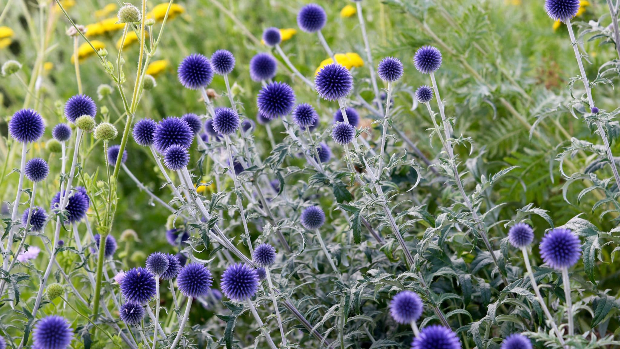 Caring For Herbaceous Perennial Plants