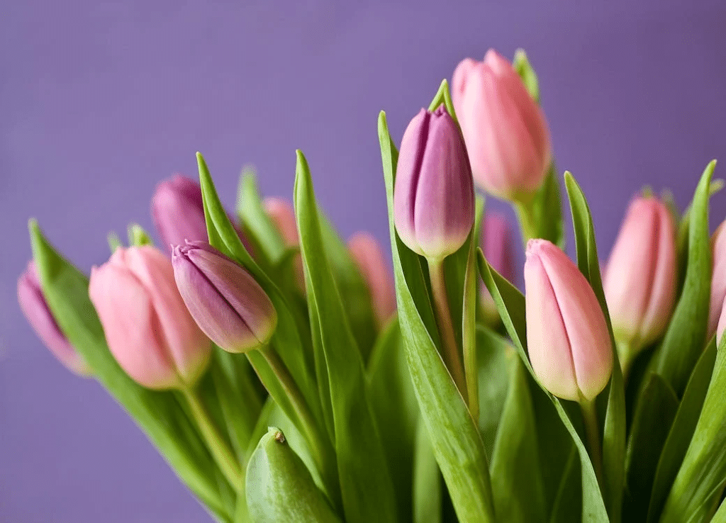 Creating A Stunning Bouquet Arrangement With Fresh Tulips: Tips And Ideas