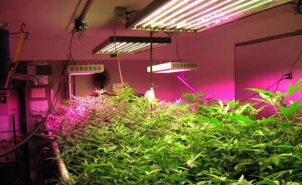 What Is the Best LED Grow Light for Indoor Gardening