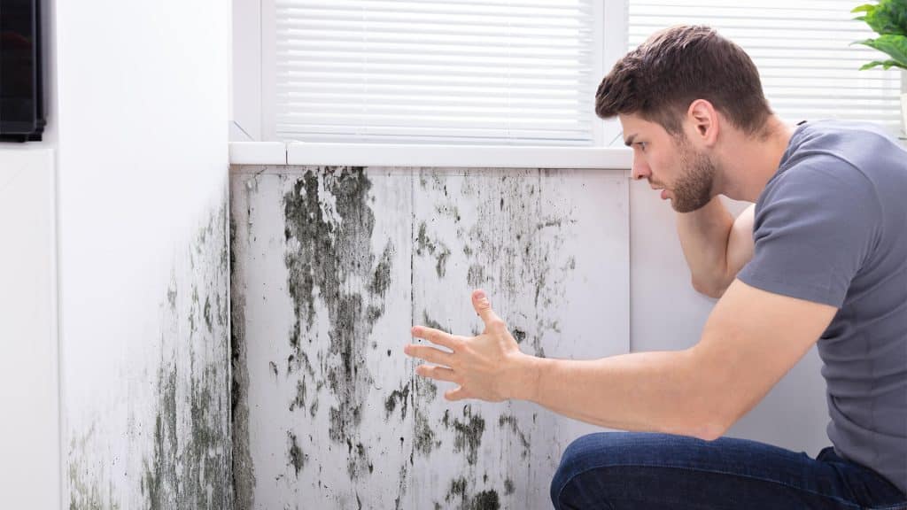 How to Prevent Mould in Your Home