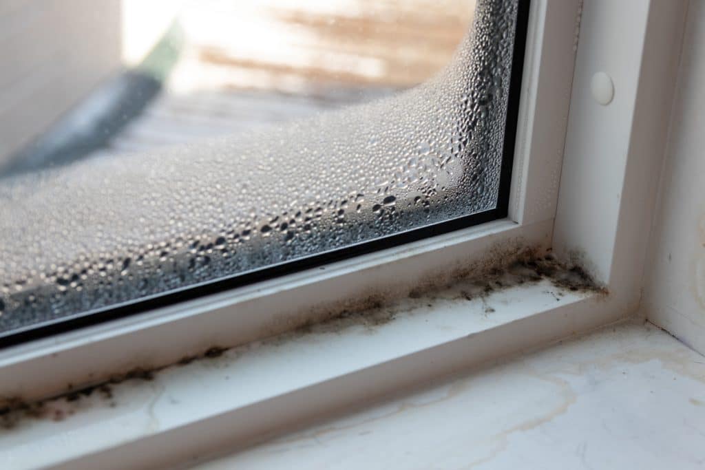 Signs of Mould in Your Home