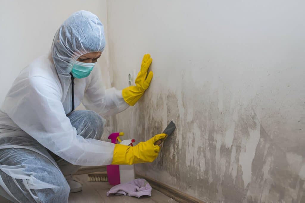 The Process of Removing Mould: DIY vs. Professional Services