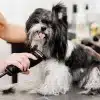 Top 5 Must-Have Puppy Grooming Tools for a Happy and Healthy Pet