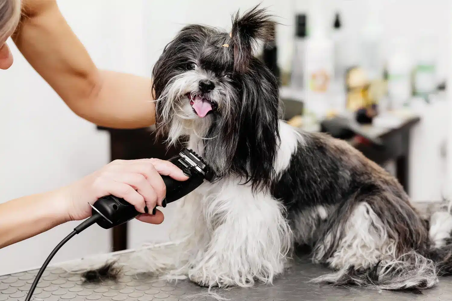 Top 5 Must-Have Puppy Grooming Tools for a Happy and Healthy Pet